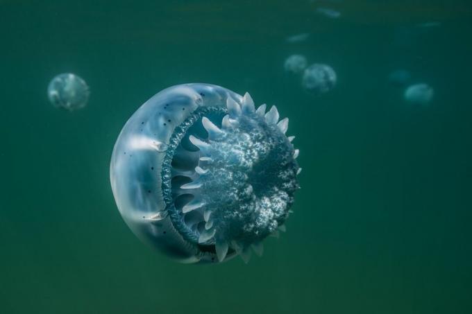 Ubur-ubur Cannonball dari Baja California