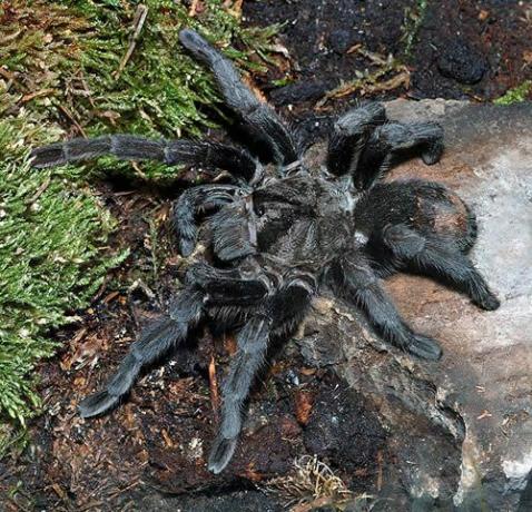 Tarantula Hitam Brasil (Grammostola pulchra)