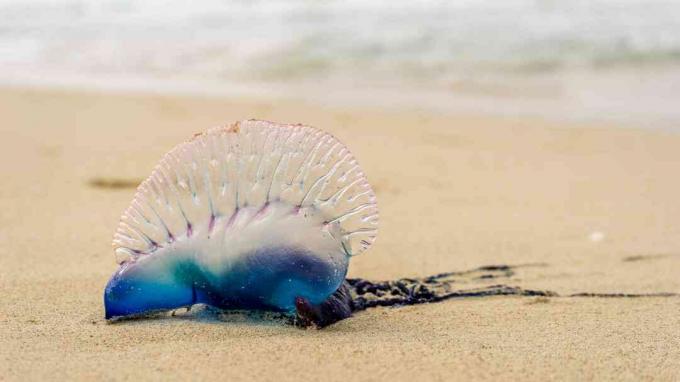 Pria perang Portugis di pantai