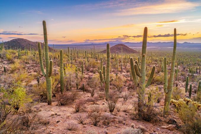 Hutan kaktus Saguaro di Taman Nasional Saguaro Arizona