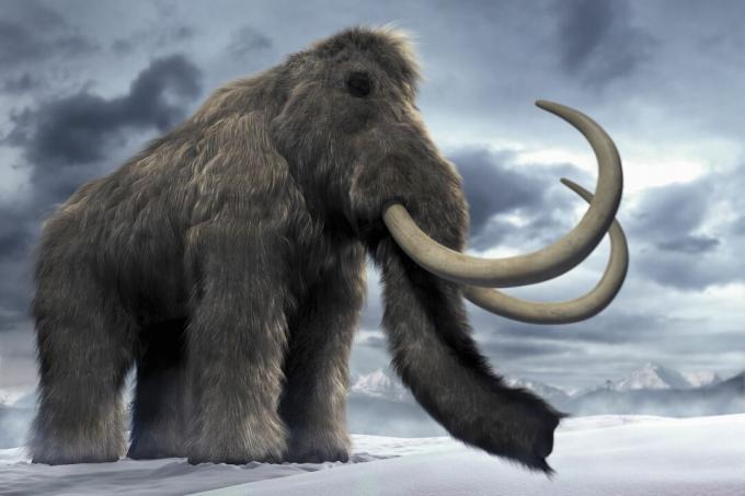 Mammoth berbulu (Mammuthus primigenius), atau mammoth tundra.