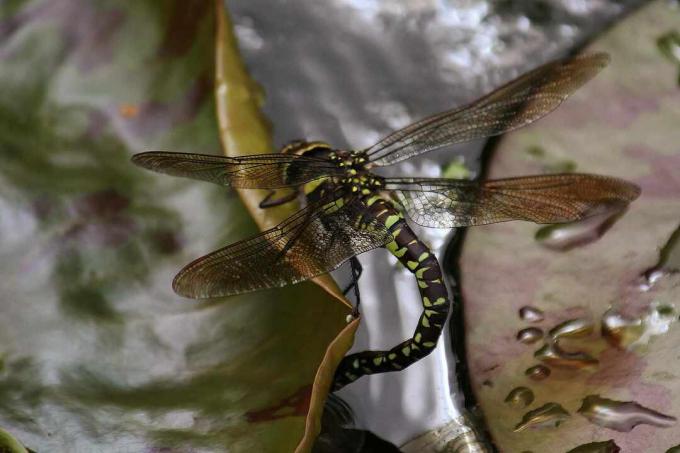 Seekor capung menyimpan telur di tanaman air.