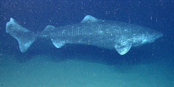 Hiu Greenland (Somniosus microcephalus)