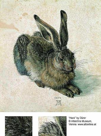 Kelinci atau Kelinci - Albrecht Dürer