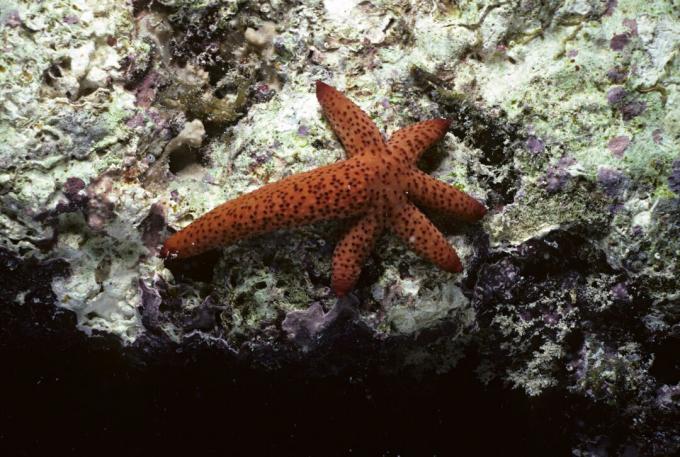 Starfish meregenerasi lengan yang hilang, tetapi mereka adalah invertebrata. Salamander beregenerasi, ditambah lagi mereka adalah vertebrata (seperti manusia).