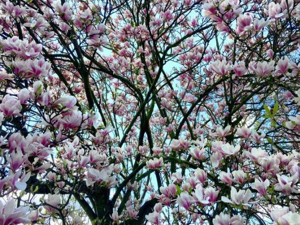 Pohon Magnolia Tercakup Dalam Blossom