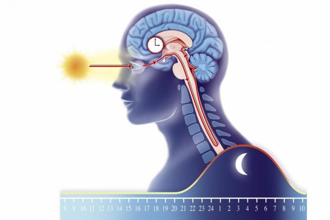 Ritme Circadian