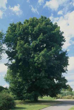 Carya cordiformis (Butternut hickory), pohon berdaun hijau di taman di sebelah jalan setapak