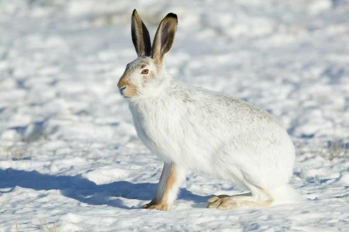 Jackrabbit ekor putih dengan bulu musim dingin