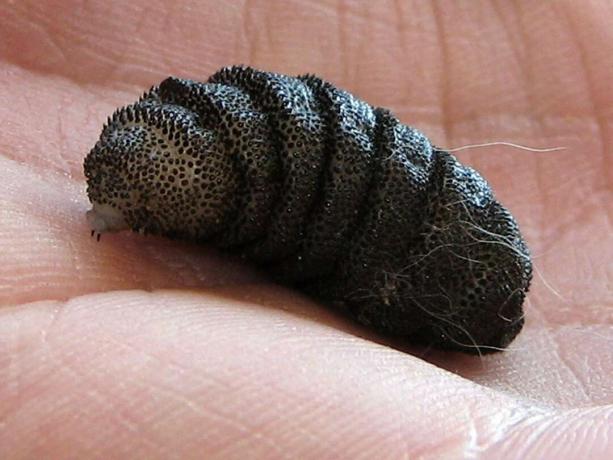 Cuterebra sp. larva botfly