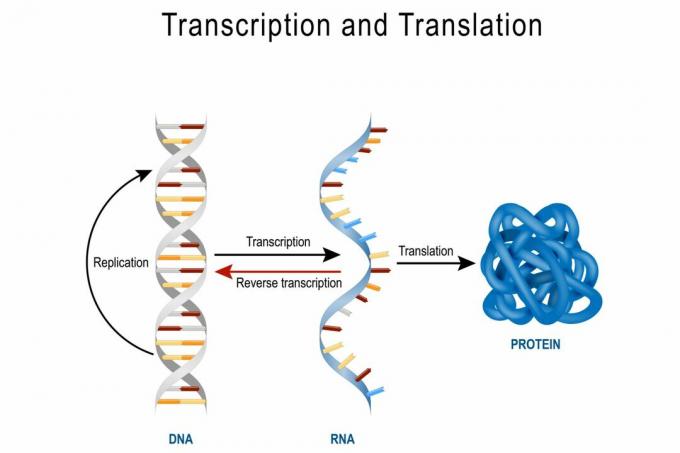 DNA