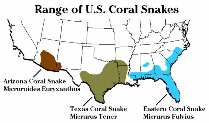 Spesies ular karang dan jangkauannya di Amerika Serikat