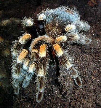 Mexican Redknee Tarantula (Brachypelma smithi)