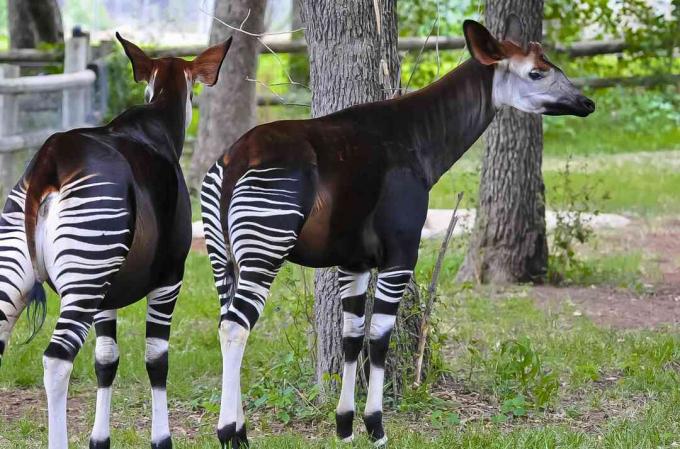 Dua okapis (Okapia johnstoni) di Kebun Binatang Kota Oklahoma, Kota Oklahoma, Negara Bagian Oklahoma, AS