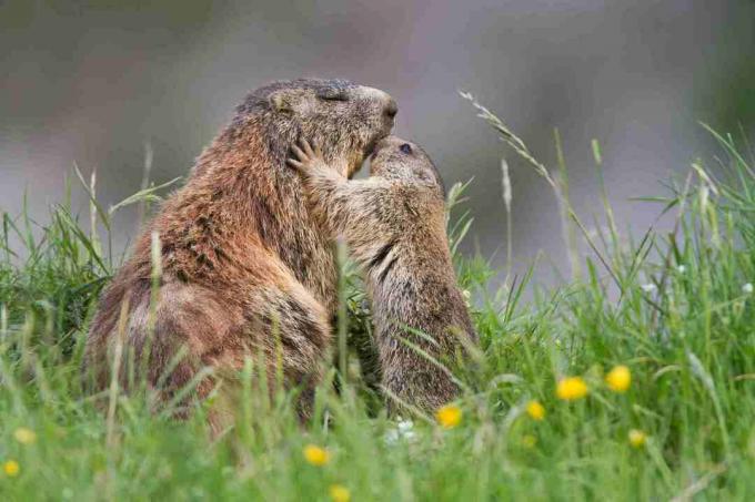 Baby Groundhogs terlihat seperti versi miniatur dari orang dewasa.