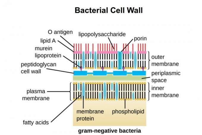 Dinding sel Gram negatif