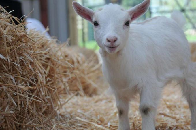 bayi kambing anak kerdil bermain di jerami