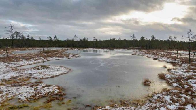 Danau Bog Gambut Estonia di Musim Dingin