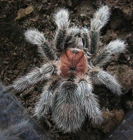 Tarantula Mawar Chili (Grammostola rosea)