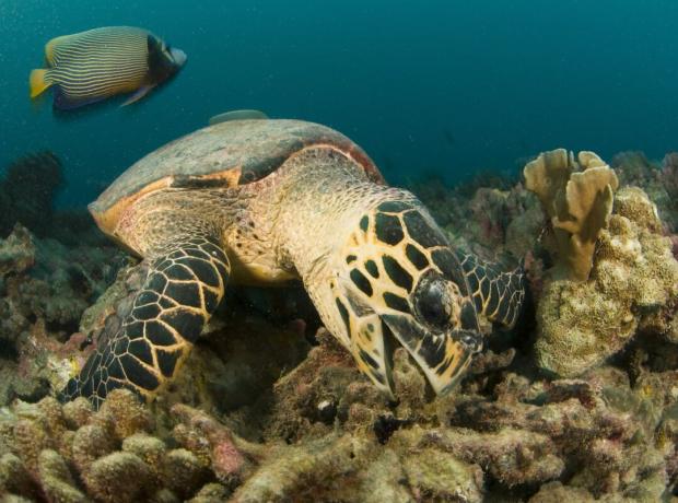 penyu menggigit karang dengan latar belakang angelfish