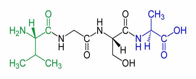 Ini adalah contoh tetrapeptida, dengan N-terminus berwarna hijau dan C-terminus berwarna biru.