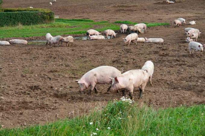 Babi Domestik Berkisaran Gratis