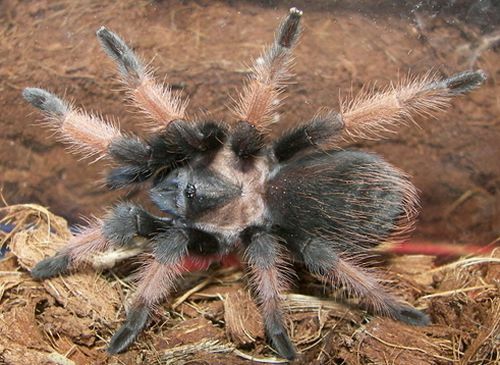 Mexican Redleg Tarantula (Brachypelma emilia)