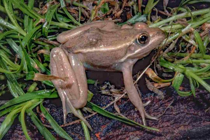 Beberapa morf dari katak macan tutul utara kekurangan tempat.