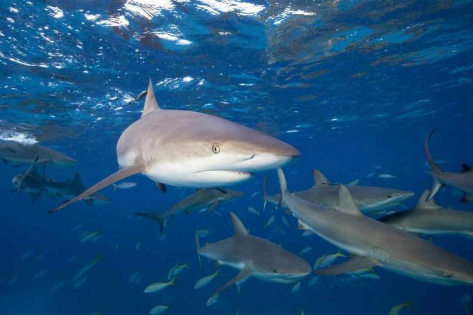 Hiu Karang Karibia (Carcharhinus perezi)