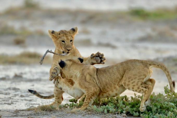 Lion Cubs Bermain Di Lapangan