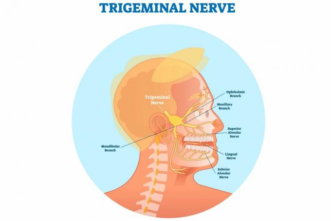 Saraf trigeminal