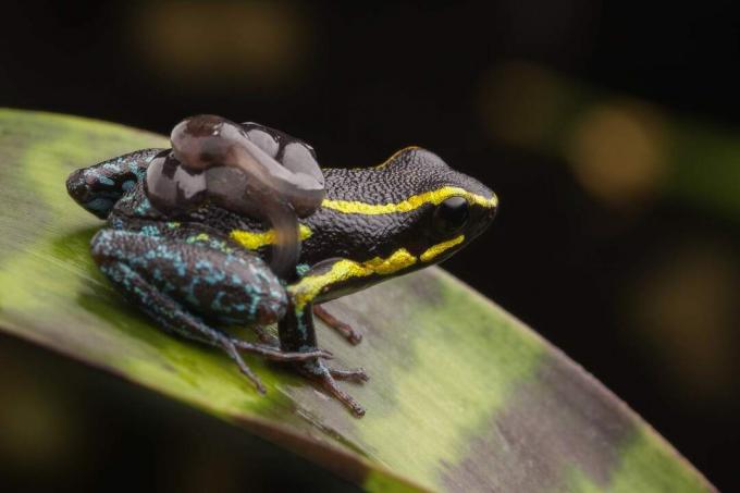 Setelah telur menetas, katak panah beracun membawa berudu ke pembibitan yang dibentuk oleh air di daun bromeliad.