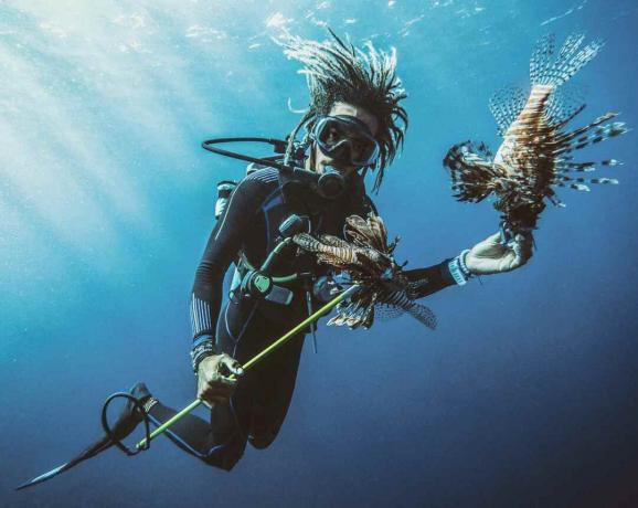 Meskipun ikan kalajengking berbisa, mereka adalah binatang yang lembut. Penyelam ini memberi makan lionfish.