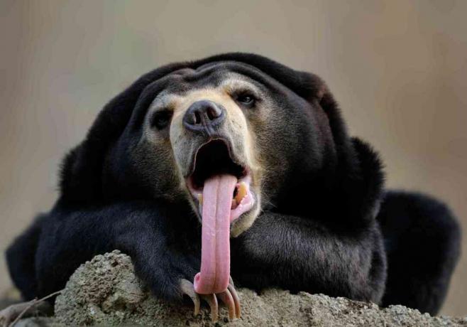 Beruang madu dengan mulut terbuka