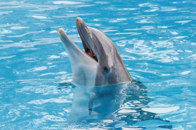 Bootlenose dolphin di permukaan biru tersenyum