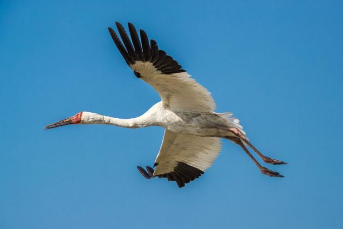 Siberia crane (Grus leucogeranus) dalam penerbangan