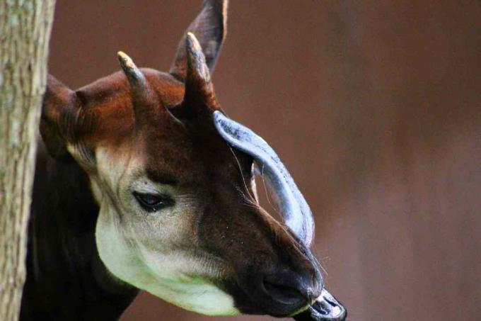 Okapi jantan
