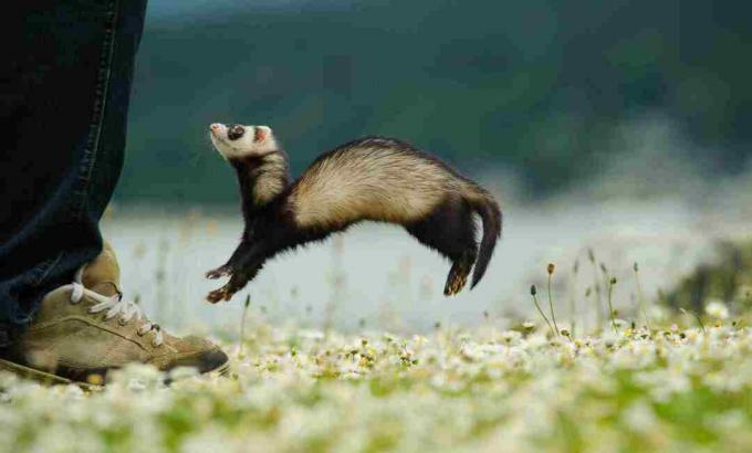 Tarian perang musang atau 