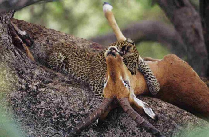 Macan tutul (Panthera pardus) memakan bangkai di pohon, Kenya