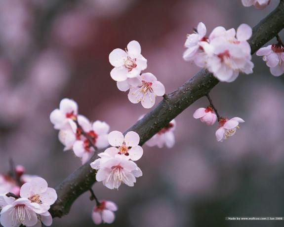 Bunga sakura Jepang di cabang