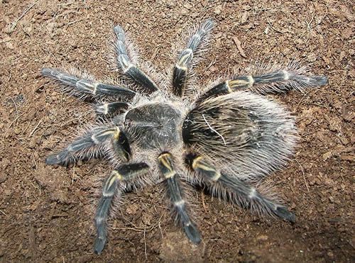 Tarantula Lutut Emas Chaco (Grammostola aureostriata)