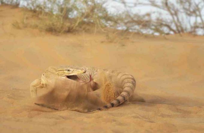 Kadal monitor gurun menampar ekornya di pasir.