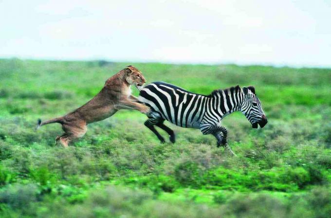singa menyerang zebra