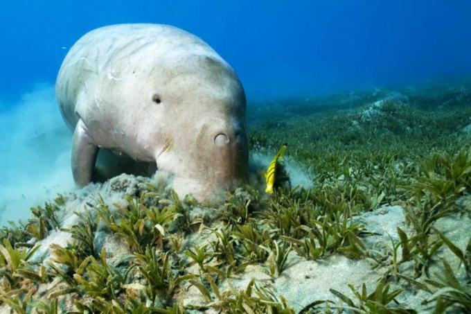 Ikan Dugong dan Pembersih di Lamun.