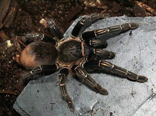 Zebra Tarantula Kosta Rika (Aphonopelma seemanni)