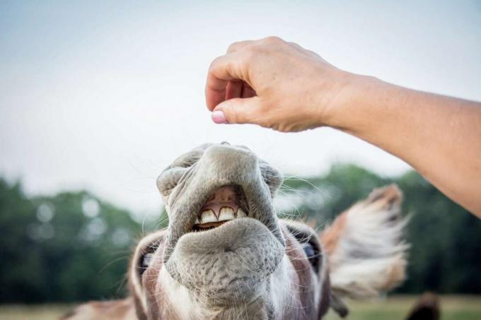 tangan memberi makan kambing