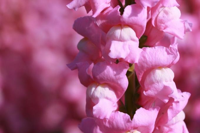 Snapdragons Merah Muda