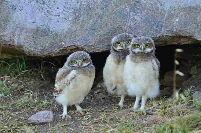 Trio bayi burung hantu