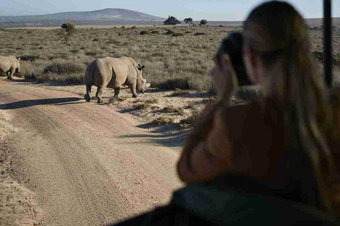 Pasangan dalam perjalanan safari dengan pemandu wisata, mengambil foto badak dari kendaraan 4x4